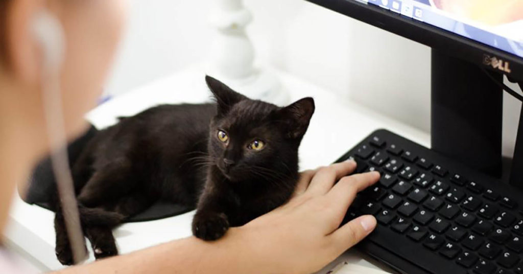 Online Shopping During Coronavirus Outbreak
