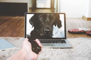 pets ecommerce sales during coronavirus