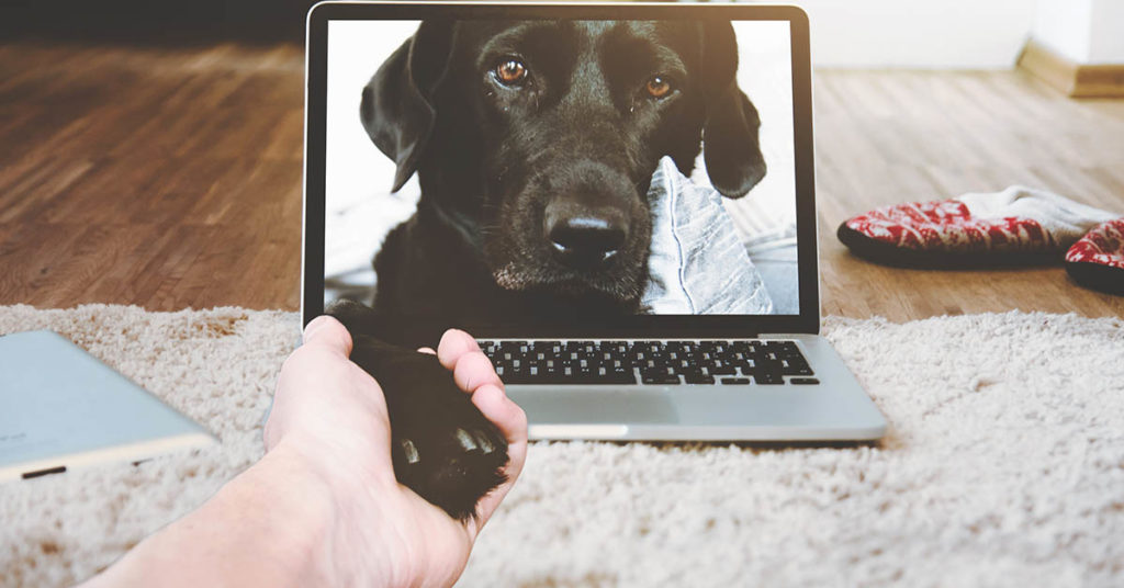 Brief Ecommerce Sales Updates for May 2020